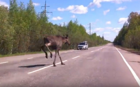 Опубликованы данные, где чаще всего происходят ДТП с лосями в Кировской области