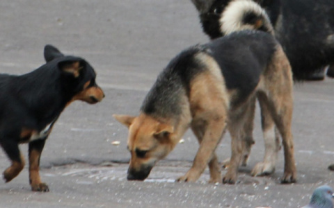 Очевидцы: «Мы услышали крики девушки с детьми и увидели, как на них напала свора собак»