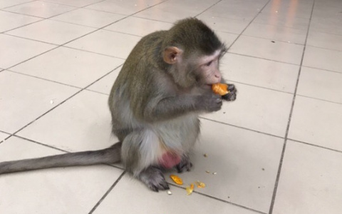 В Кирово-Чепецке объявили вознаграждение за информацию о сбежавшей обезьяне