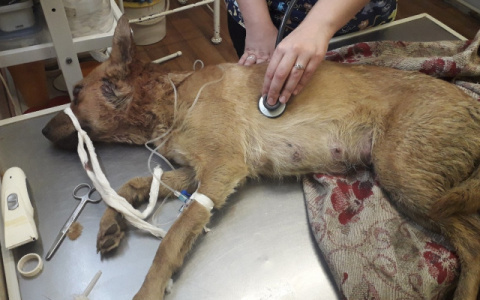 Изверга из Мурашей осудили за жестокое избиение собаки