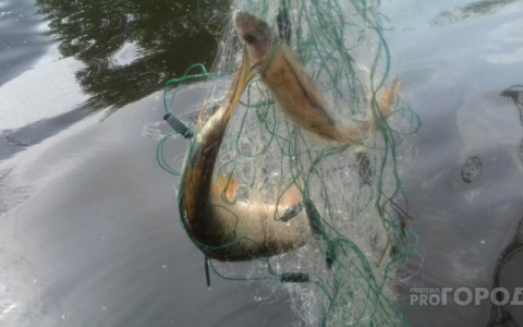 Браконьеру из Нововятска грозит реальный срок за 7 килограммов рыбы