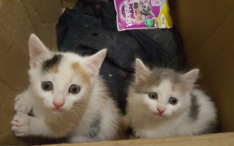 В Кирове сотрудники САХ спасли месячных котят, которых выкинули в контейнер