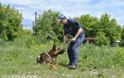 Маршрут крестного хода проверят кинологи с собаками