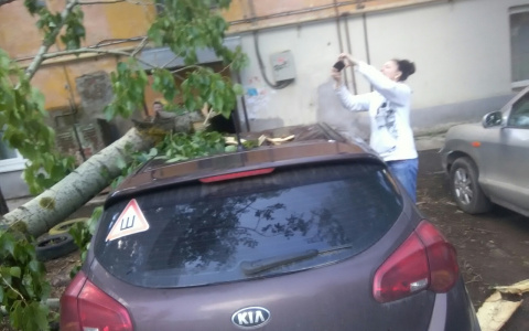 На улице Дзержинского деревом придавило машину