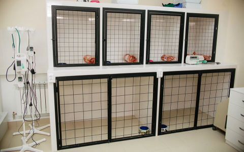 Уезжаете из Кирова? Делаете ремонт? Не знаете, с кем оставить питомца?