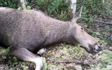 Жителю Кировской области может грозить срок за убийство лося