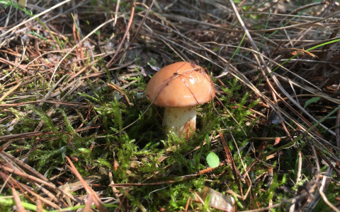 В лесах Кировской области появились первые грибы