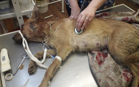 В Кирове оштрафовали предприятие по кремации животных