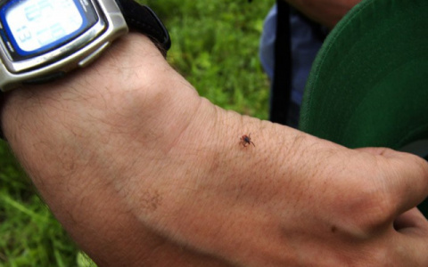 Названы районы Кировской области, где жители чаще всего страдают от клещей