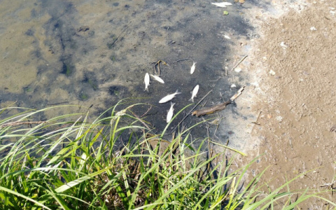 Что обсуждают в Кирове: мертвая рыба в водоемах и обман экстрасенса