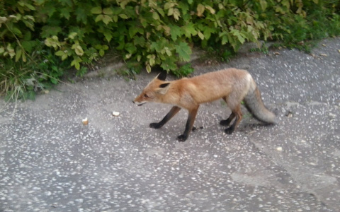 В нескольких районах Кировской области ввели карантин по бешенству