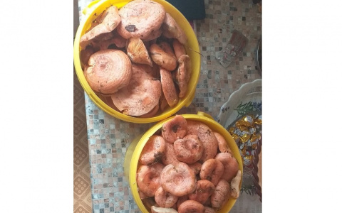 В Кировской области аномально рано появились рыжики