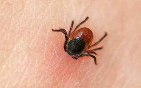 В Кировской области почти 9 тысяч человек пострадали от укусов клещей