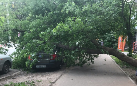 В Кирове на припаркованное авто упало огромное дерево
