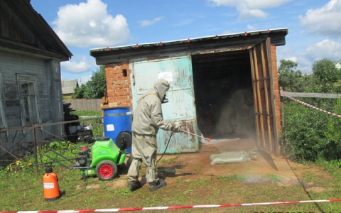 На предприятии в Кирове будут ликвидировать африканскую чуму