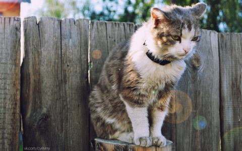 Ветеринары рассказали, какие опасности угрожают питомцам летом
