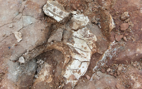 В Котельниче экскурсовод нашла череп парейазавра