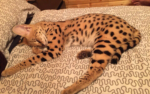 Опубликован список животных, которых запрещается содержать дома