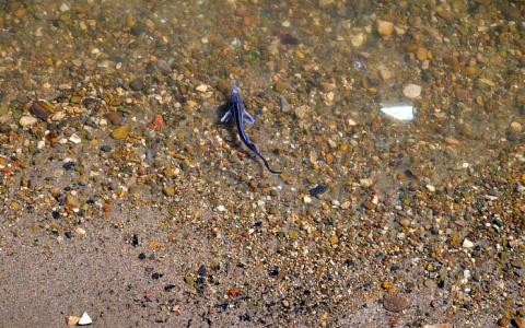 В Вятку выпустят 100 тысяч мальков стерляди