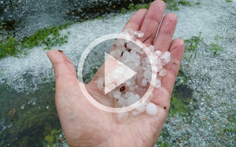 «Погибло все!»: град в пригороде Кирова повалил все посадки