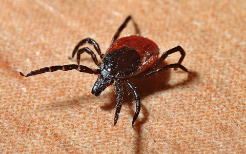 Житель Кировской области заразился энцефалитом через козье молоко