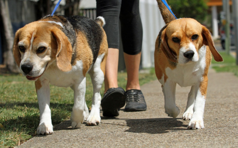 В Кирове проводят рейды по соблюдению правил выгула собак