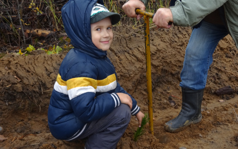 Кировчане смогут посадить деревья в парке Победы