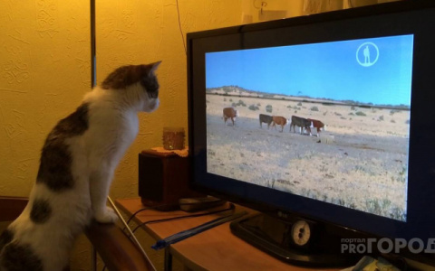 В Кировской области 500 волонтеров помогли пожилым перейти на цифровое тв