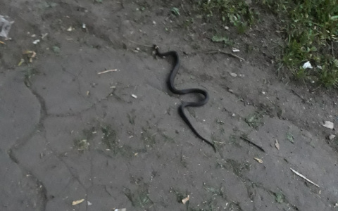 В центре Кирова прохожим под ноги выползла змея