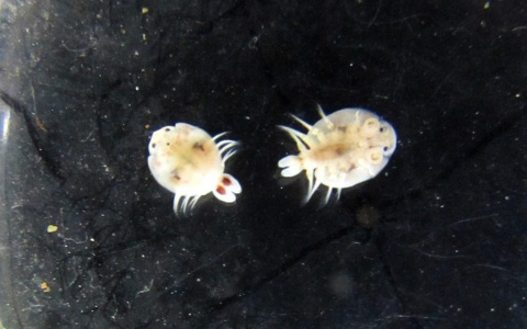 В Кировской области обнаружен новый вид ракообразных