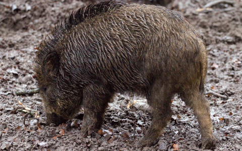 Рядом с Кировской областью массово гибнут кабаны из-за африканской чумы