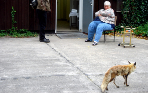 Участились укусы бешеными животными в Кировской области