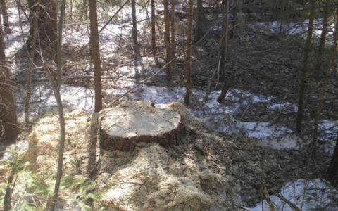 В Кировской области нашли незаконную вырубку леса на 1,2 миллиона рублей