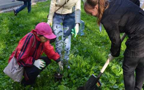 В Кировской области высадили более 13 тысяч новых деревьев