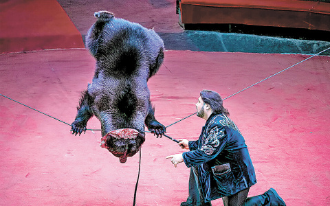 Кировский цирк за неделю посетили более 1000 зрителей