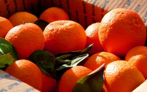 В Кирове нашли крупную партию мандаринов с опасными вредителями