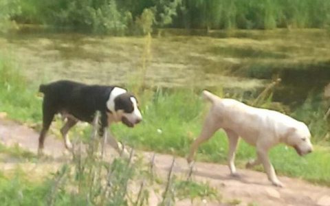 В Кировской области хозяин алабаев, загрызших женщину, пытался обжаловать приговор