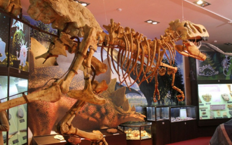 В августе один из музеев Кирова можно посетить бесплатно