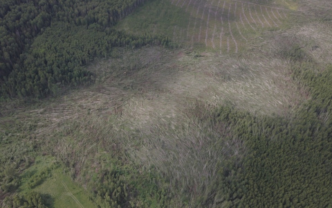 Потопы, сломанные деревья и испорченный урожай: последствия стихии в Кировской области