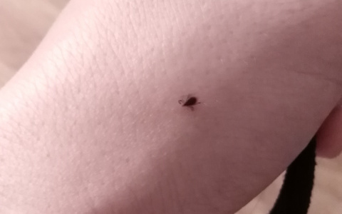 Более 2 тысяч детей пострадали от клещей в Кировской области