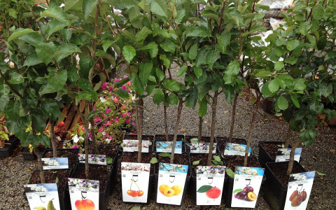 В Кирове пройдет выставка для садоводов с уникальными саженцами