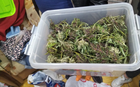 В Кирове «накрыли» мужчину, который два года выращивал наркотики в чужом гараже