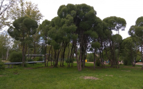 Парк в Лянгасово: администрация Кирова рассматривает инициативу местных жителей