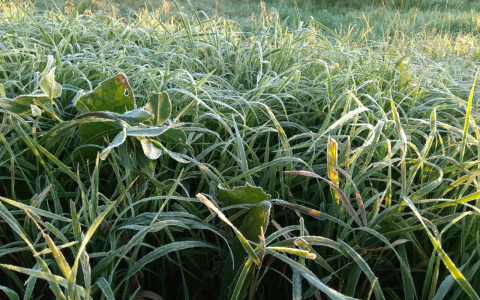 В Кирове объявлено метеопредупреждение из-за заморозков