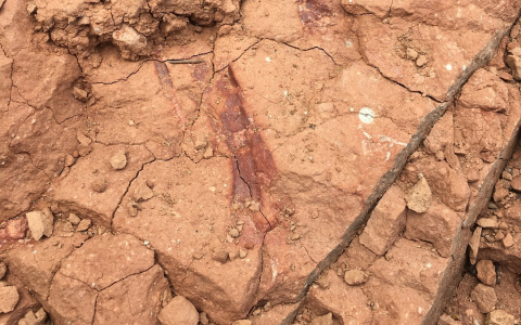 В Кировской области нашли отпечаток тероцефала