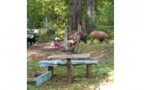 Хозяева села: жителей Яранского района атакуют 30 кабанов