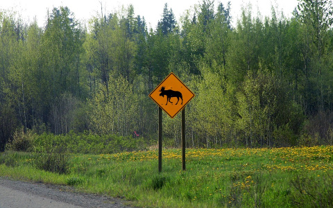 Осторожно, водители: в Кировской области начинается сезон активности лосей