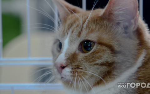 Кировчане больше 10 лет борются с «кошатницей», которая мешает им жить