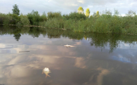 В Кирове предприятие сбрасывало в ручей сточные воды