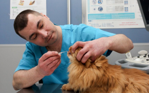 4 причины показать вашего питомца ветеринарному стоматологу